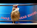 Download Lagu PANCINGAN KAPAS TEMBAK -SUARA CEPAT DI RESPON 