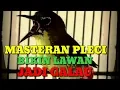 Download Lagu Masteran Pleci Tembakan Tanda Bahaya Sambung Cerrrr Tulit Tulit