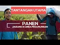 TANTANGAN UTAMA MEMANEN JAGUNG DI DAERAH PEDESAAN