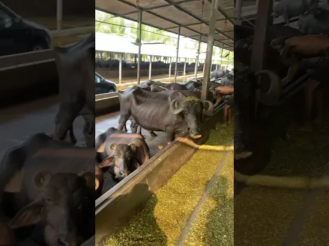 Dairy farm Surat Gujarat #buffelo