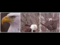 Decorah Eagles - North Nest fight between two male eagles 10 02 2026 Explore Live Nature Cams