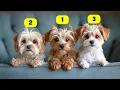 10 BEST MALTESE MIX BREEDS