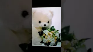 الدب في عيد الحب 