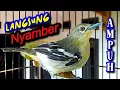 Download Lagu Pikat Cipoh Paling Ampuh - cepat Nyamber