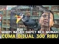 Lagu GOKIL MIMPI BASAH NEMU BURUNG MURAH || BEO CUMA DIJUAL 300 RIBU DI KIOS LANGGENG JAYA PB PRAMUKA 