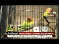 Download Lagu Proses Konslet Lovebird Jantan Dewasa Dengan Pakan Jebol Birahi Konslet LB PARMER (video tanpa tips)