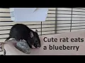 Cute rat eats a blueberry