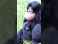 Download Lagu SIAMANG SAAT KELUARIN SUARA HUTAN