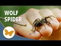 Wolf Spider with Babies - Arachnophobes Nightmare