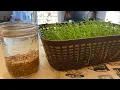 Sprouting Lentils