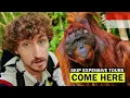 Download Lagu Orang-oetans spotten in Borneo met een klein budget