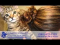 Wise County Animal Clinic 2015