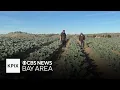 Central Valley produce goes unharvested as immigration arrests keep workers away