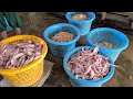 Download Lagu Kenu Kak Meli Obor2//Cun Nemu Aik Pasang//Macam2 Ikan Fresh Datai Ari Tasik