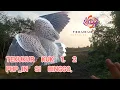 Download Lagu 💥 PIKAT TEKUKUR SI BINGGO 💥 DI PHP TEKUKUR LIAR KUK 1,2.