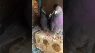 حمام قلابي قطايف لوت 