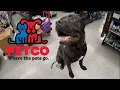 Taking Wild Corso To Petco For Training Class Nite