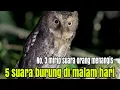 Download Lagu 5 Suara burung yg menyeramkan di malam hari. No. 3 tak ada yg menyangka