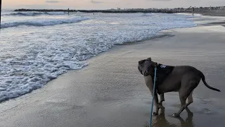 Talking Pitbull Goes To Newport Beach California For Sunset On 9/21/26