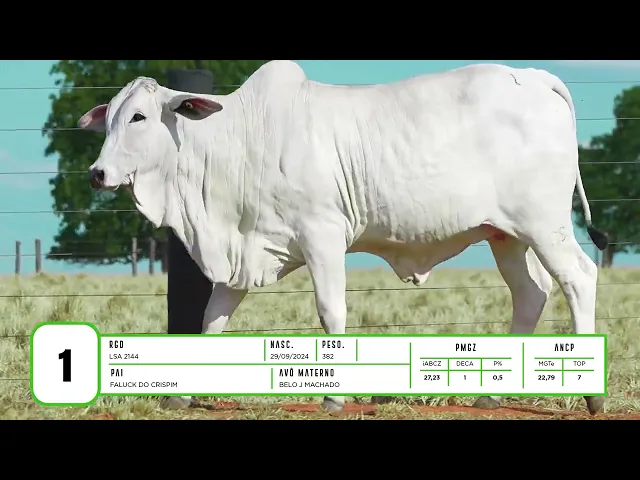 Novilha Nelore LSA - 2144