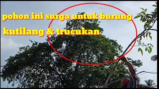 mikat kutilang dekat pohon makanan kutilang u0026 trucukan