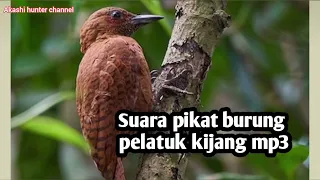 suara pikat burung pelatuk kijang mp3