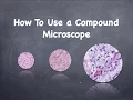 How To Use a Compound Microscope