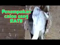 Download Lagu Penampakan Sang Ratu walet