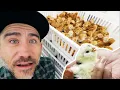 Hatching 50 000 chickens in One Day at McMurray Hatchery