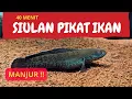 AJAIB !!! siulan ikan gabus