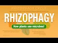 2 Minute Turf Talk - Rhizophagy