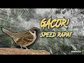 Download Lagu Masteran gereja tarung jernih, nembak speed rapat | Paling menonjol, cocok untuk murai dan cendet