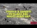 Download Lagu Ternyata seperti ini suara asli burung walet alam bebas #suara #burung #walet #alami