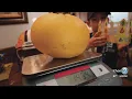 Giant grapefruit beats world record