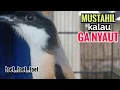 Download Lagu Suara Cendet Gacor TOET TOET biangnya bikin cendet jenis apapun langsung nyaut emosi ikutan bunyi