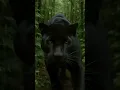 Download Lagu suara macan kumbang hutan #animals #jaguar #shorts