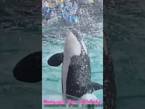 ルーナのドヤ顔うがい最高!! #Shorts #鴨川シーワールド #シャチ #kamogawaseaworld #orca #killerwhale