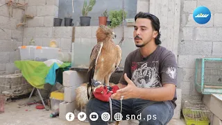 تربية الحيوانات المفترسة ه وس نبهان منذ 14 عام ا 