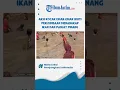 Download Lagu AKSI KOCAK EMAK-EMAK IKUTI PERLOMBAAN MENANGKAP IKAN DAN PANJAT PINANG