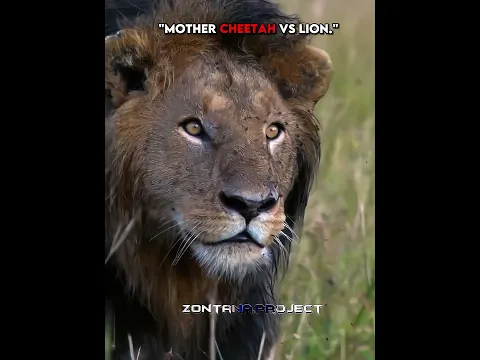 Mother cheetah vs lion 🥶