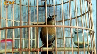 wambi gacor suara burung wambi cocok untuk masteran wambi wambigacor wambibetina