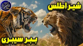 نبرد شیر اطلس و ببر سیبری دندنها