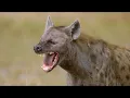 Download Lagu Wild Life - Spotted Hyenas Documentary 2020 Full HD 1080p
