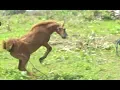 Download Lagu Menjinakkan Kuda Liar | AMAZING TRIP in SUMBA (02/03/20) Part 1