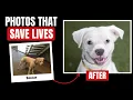 How to Photograph a Shelter Dog So He Actually Gets Adopted