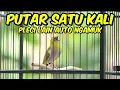 Download Lagu PLECI BUXTO GACOR🔥PANCINGAN PLECI MALAS BUNYI‼️PANCINGAN PLECI BAHAN,PANCINGAN PLECI GACOR