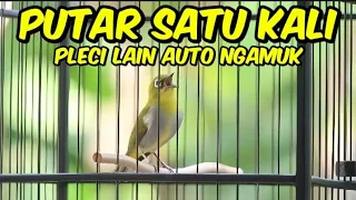 pleci buxto gacor pancingan pleci malas bunyi pancingan pleci bahan pancingan pleci gacor