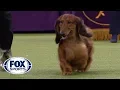 Group judging for the Hound Group at the 2019 Westminster Kennel Club Dog Show FOX SPORTS