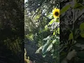 Download Lagu Sunflower not facing the sun?
