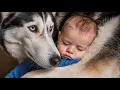 Download Lagu De gehuil van deze Husky veranderde in slaapliedjes toen Baby Emma arriveerde